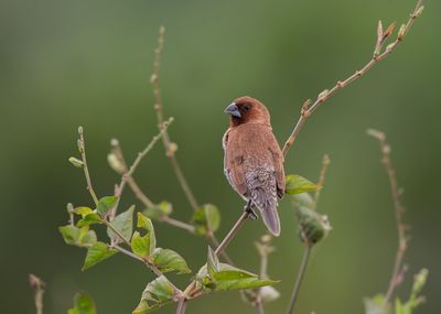 Close-up of bird perching on branch