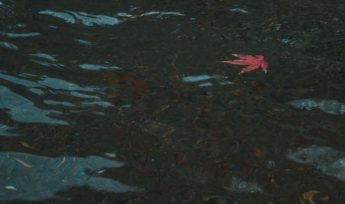 High angle view of leaf floating on water