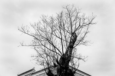 Low angle view of bare tree against sky