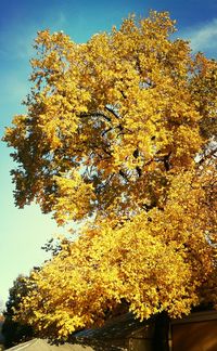 Low angle view of trees against sky