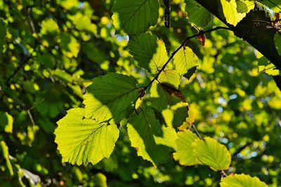 Close-up of green leaves on tree