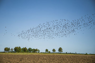 Flock of birds flying in the sky