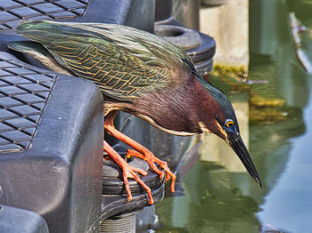 Close-up side view of a bird