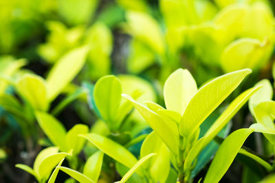 Close-up of fresh green plant