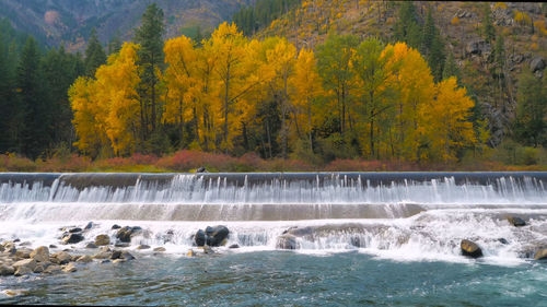 Scenic view of waterfall in forest