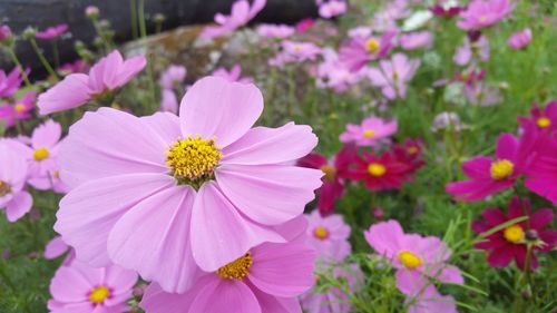 Close-up of pink cosmos flowers