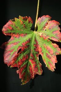 Close-up of maple leaf during autumn