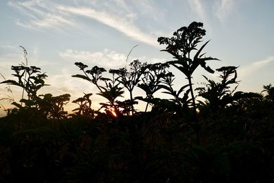 Low angle view of silhouette trees against sky during sunset