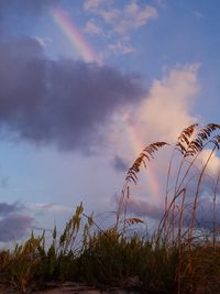 Low angle view of grass against sky