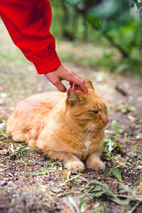 Person hand holding cat on field