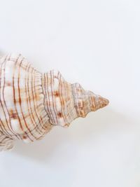 Close-up of seashell against white background