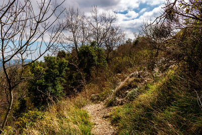 Plants growing on field against sky