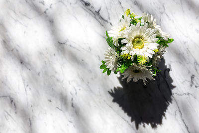 High angle view of white flowering plant