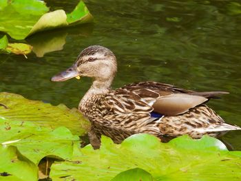 Side view of mallard duck swimming by leaves in lake