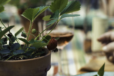 Close-up of strawberries growing on plant