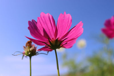 Close-up of pink flower against sky