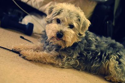 Portrait of dog