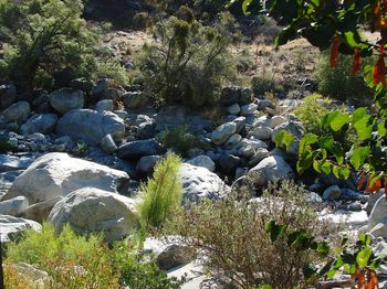 Close-up of fresh plants by water