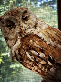 Close-up of owl in cage