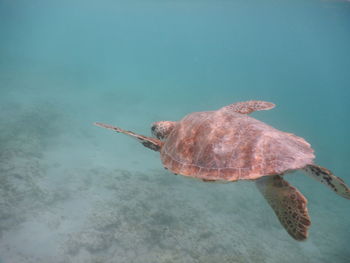 Turtle swimming in sea