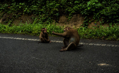 Monkeys sitting on a road