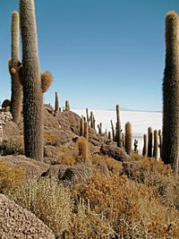 Cactus growing in desert against clear sky