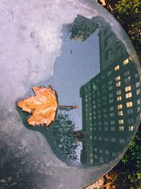 Close-up of autumn leaf on water