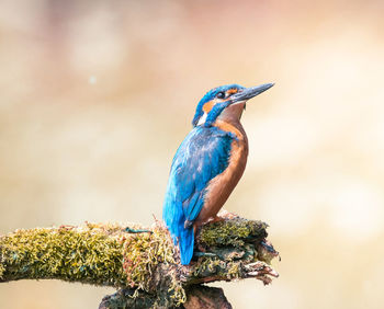 Close-up of a bird perching on a branch