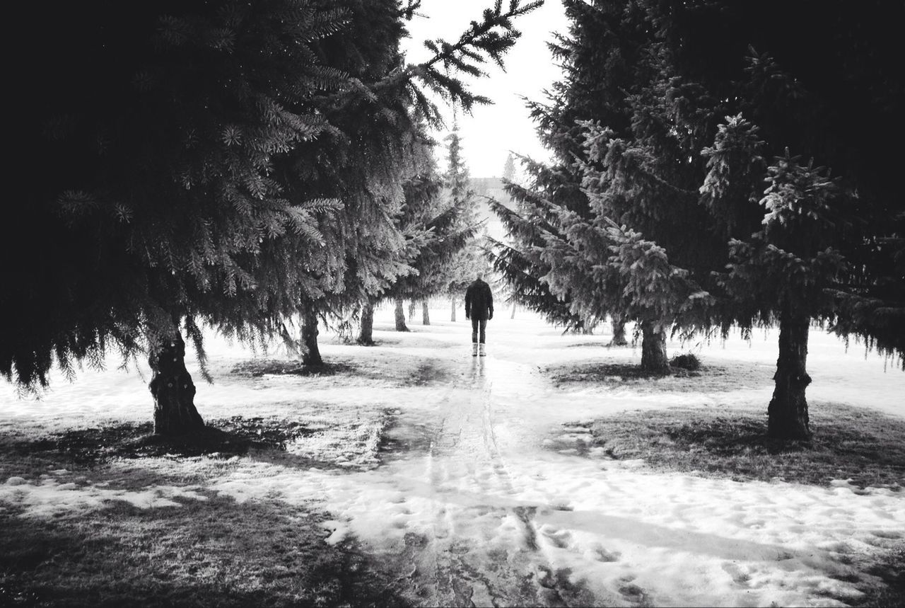 tree, walking, the way forward, tranquility, lifestyles, rear view, men, nature, leisure activity, tranquil scene, tree trunk, treelined, growth, full length, unrecognizable person, beauty in nature, shadow, footpath