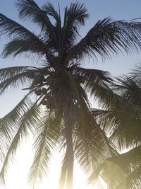 Low angle view of palm trees against sky