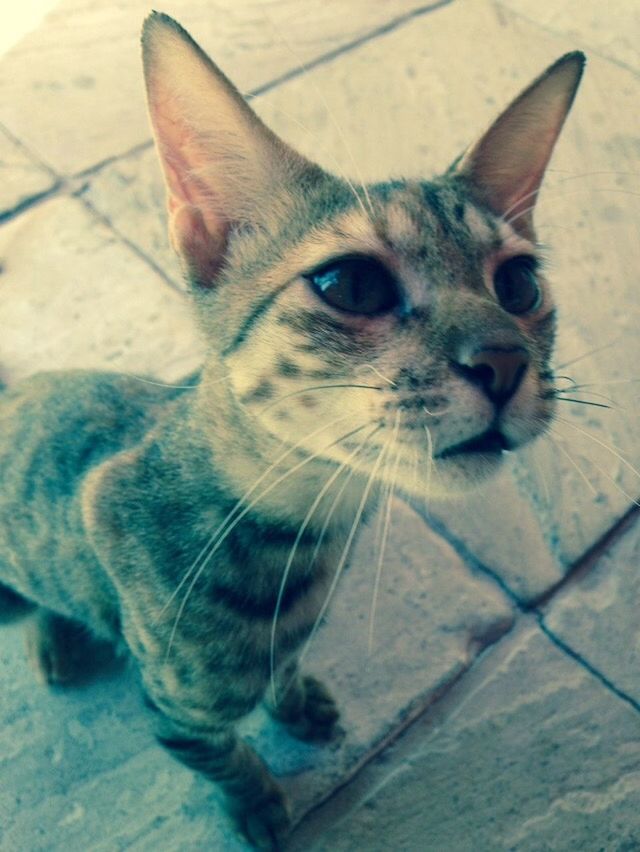 one animal, animal themes, pets, domestic animals, mammal, domestic cat, portrait, cat, looking at camera, close-up, whisker, animal head, feline, high angle view, no people, focus on foreground, alertness, day, outdoors