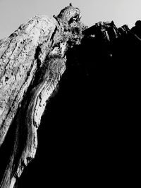 Low angle view of tree against sky