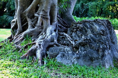 Close-up of tree trunk