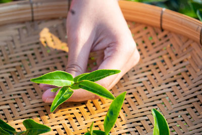 Close up shot of a handful of a tea farmer girl holding a basket and a freshly picked tea leaf.