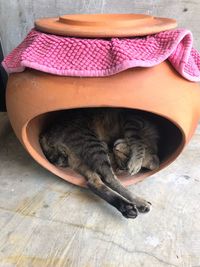 High angle view of cat sleeping on floor