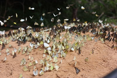 Close-up of leaves on field