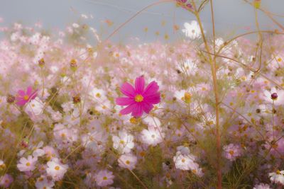 Close-up of pink flowers growing on plant