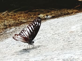 Close-up of butterfly