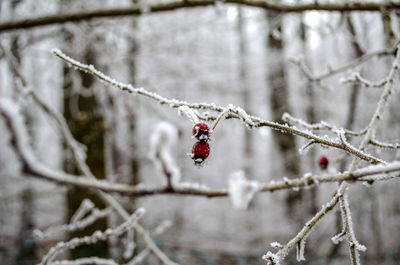 Close-up of red berries on tree branch during winter