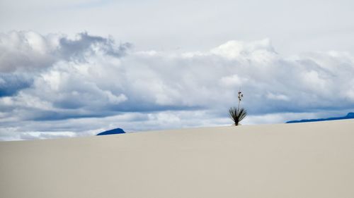 Bird on a desert