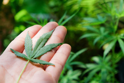 Close-up of hand holding plant