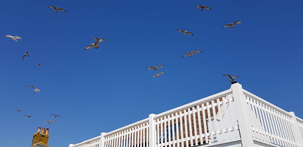 Low angle view of seagulls flying in sky