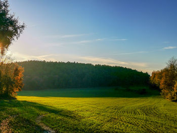 Scenic view of field against sky