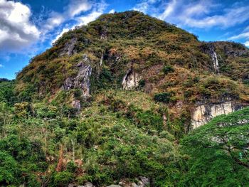 Plants growing on land
