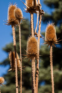 Close-up of plant against blue sky