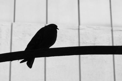 Close-up of bird perching outdoors