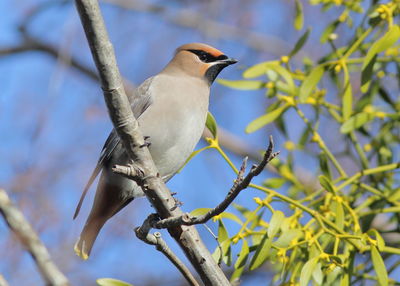 Low angle view of bird perching on branch