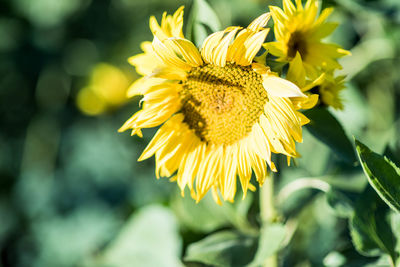 Close-up of yellow flowering plant