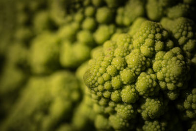 Full frame shot of fresh green romanesco broccoli