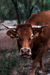 Portrait of cow